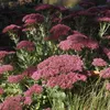 Bloomique - 3er Set - Sedum Herbstfreude - Fetthenne - Produktbild-Vorschau 6