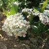 2 x  Černá arónie  - Aronia prunifolia 'Viking'  | 40-60 cm Náhled obrázku produktu 2