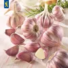 Kiepenkerl Winterpflanzknoblauch Germidour - violett Allium Produktbild-Vorschau 4