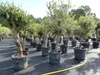 Olivenbaum Olive "Angebot" 150 - 180 cm, beste Qualität, Produktbild-Vorschau 7