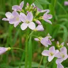 6 x Wiesen Schaumkraut - Cardamine pratensis  | Topf 9cm x Produktbild-Vorschau 2
