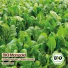 Samenliebe  Mangold Samen | Schnittmangold - winterhart & Produktbild-Vorschau 4