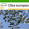 SAFLAX - olivovník - Olea europea - 20 Semená - S Náhľad obrázku produktu 10