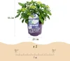 Green boutiQ - Balkonpflanze - Hortensie - Hydrangea Produktbild-Vorschau 3