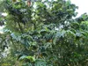 Entawak (Artocarpus anisophyllus) - 1 seme germogliato Anteprima dell’immagine prodotto 4