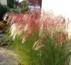 Stauden Gänge 1 x Miscanthus sinensis 'Red Cloud®' im 1 Produktbild-Vorschau 2