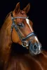 Schockemöhle Sports Anatomical Snaffle Malibu Snaffle Anteprima dell’immagine prodotto 3