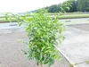 Citrus Yuzu 130 - 150 cm, Zitronenbaum Zitrone, japanische Produktbild-Vorschau 2