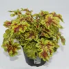 Heuchera / Heucherella 'Solar Power' - Purpurglöckchen Produktbild-Vorschau 1