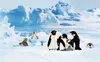 Steiff Flaps Pinguin 16 grau/weiss stehemd 057144 Produktbild-Vorschau 3