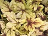 Heuchera / Heucherella "Golden Zebra" - Purpurglöckchen Produktbild-Vorschau 1