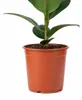Gummibaum - pflegeleichte Zimmerpflanze, Ficus elastica Produktbild-Vorschau 7