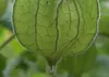 SAFLAX - Angrešt kapský / andské bobule - Physalis Náhled obrázku produktu 7