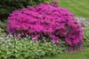 Rhododendron obt. 'Diamant Rosa', rosa Blüten, 20–25 cm Produktbild-Vorschau 3