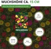 Portulakröschen Gefüllte Mischung Samen - Portulaca Produktbild-Vorschau 3