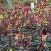 6 x mandľový mliečnik  - Euphorbia amygdaloides 'Purpurea'  Náhľad obrázku produktu 1