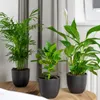 Bloomique - Mix 3 - Rośliny do sypialni - Spathiphyllum, Podgląd zdjęcia produktu 4