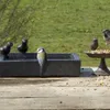 Vogeltränke Terrazzo Esschert’s Garden 31,7 x 31,7 x 12,4 Produktbild-Vorschau 5