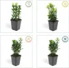 Plants by Frank | 60 Japanischer Spindelstrauch Pflanzen | Produktbild-Vorschau 6