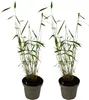 Two potted bamboo plants are shown against a white background. Produktbild-Vorschau