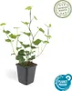 Irský brectan velkolistý (Hedera hibernica) - popínavá Náhľad obrázku produktu 3