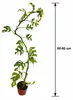 Rhaphidophora Tetrasperma Variegata, 60–80 cm – Pestrá Náhľad obrázku produktu 5