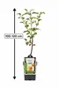 Apfelbaum Elstar 100–120 cm Halbstamm im Topf – Malus Produktbild-Vorschau 4