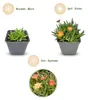 12x - Delosperma mix - Ø7cm - ↕10-12cm Voir les images du produit 3