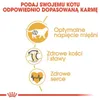 Royal Canin Fbn British Shorthair 10Kg, 550756464 Podgląd zdjęcia produktu 4