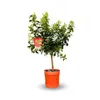 Mandarinier Satsuma - agrume méditerranéen - arbre fruitier Voir les images du produit 1