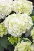 Hydrangea macrophylla 'Vanilla Sky', Hortensie, weiß, 30–40 Produktbild-Vorschau 2