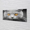 Glasbilder 125x50 Wandkunst Graue britische Katze Produktbild-Vorschau 2