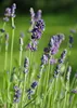 Stauden Gänge 1 x Lavandula angustifolia 'Dwarf Blue' - Produktbild-Vorschau 4