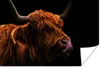 MuchoWow® Poster Schottischer Highlander - Zunge - Nase Produktbild-Vorschau 1