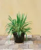 Yucca filamentosa 'Bright Edge', Palmlilie, gelb-grün, Produktbild-Vorschau 7
