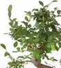 Bonsai - Zelkova serrata - Wysokość 20-25cm - ⌀15cm Podgląd zdjęcia produktu 3