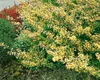 Ilex crenata 'Golden Gem', Japanische Stechpalme, goldgelb, Produktbild-Vorschau 12