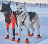 Non-stop dogwear Zuggeschirr Nansen Nome Harness 50, Größe: Produktbild-Vorschau 11