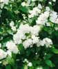 Philadelphus coronarius, Duftjasmin, weiß, 40–60 cm Produktbild-Vorschau 9