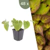 Plants by Frank | 48 Plantes de fleur des elfes Voir les images du produit 1