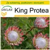 SAFLAX - Zestaw do uprawy - King Protea - 5 Nasiona - Z Podgląd zdjęcia produktu 9