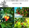 Erdbeerbaum Samen (Arbutus unedo) - Immergrüner Obstbaum Produktbild-Vorschau 3