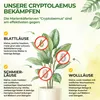 Australischer Marienkäfer - Larven gegen Wollläuse & Produktbild-Vorschau 2