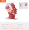 VEVOR Gefäßmodell des Kopfes Menschliche Anatomie Gehirn Produktbild-Vorschau 7