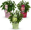 Hydrangea panniculata Groundbreaker Blush -Greeny - Ruby - Podgląd zdjęcia produktu 2