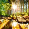 Muralo Vlies Fototapete WALD Sonne Bäume Natur Landschaft Produktbild-Vorschau 6