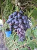 Vitis vinifera Blauer Portugieser, selbstbefruchtend und Produktbild-Vorschau 2