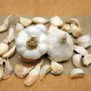 Artikelbild 4 von 'XXL Winterpflanzknoblauch Messidor' aus der Kategorie Pflanzknoblauch Produktbild-Vorschau