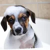 Shampoo Für Welpen Hunde Katzen Hundeshampoo Katzenshampoo Produktbild-Vorschau 6