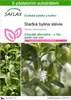 SAFLAX - Sladká bylina stévie - Stevia rebaudiana - 100 Náhled obrázku produktu 1